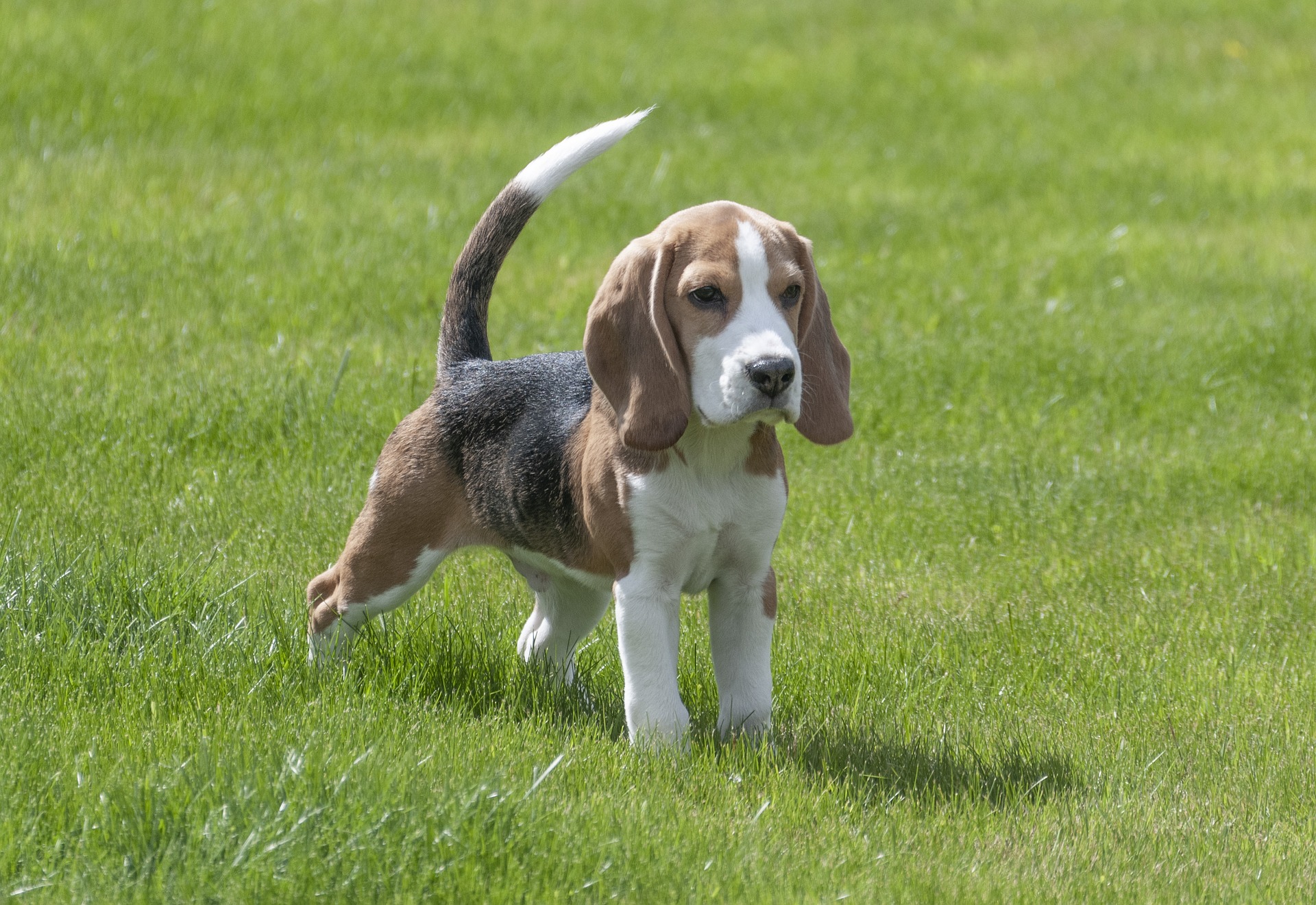 beagle bed bug sniffing canine beagle-bed-bug-sniffing-canine