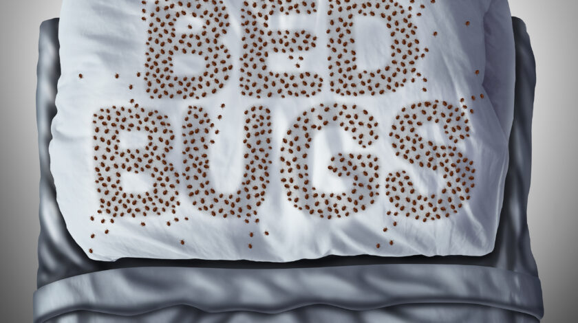 bed-bug-sniffing-dogs