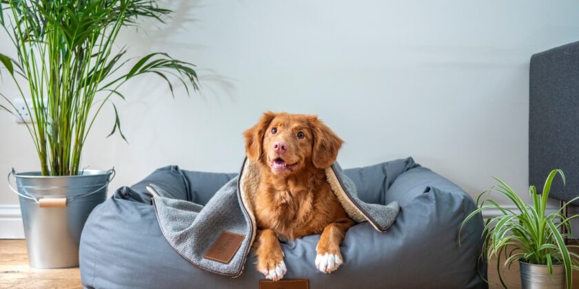 canine-bed-bug-inspection-ways-to-prepare-your-home
