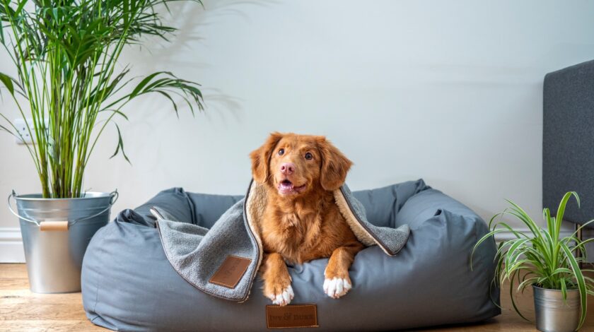 canine-bed-bug-inspection-ways-to-prepare-your-home