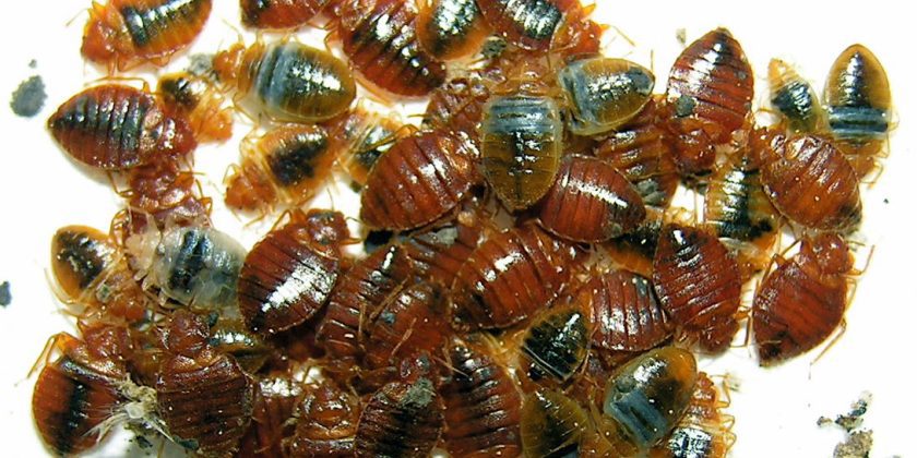 bed bugs on apartment floor