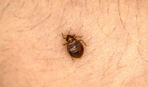 Bed Bug Droppings