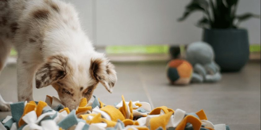 Bed bug sniffing dog