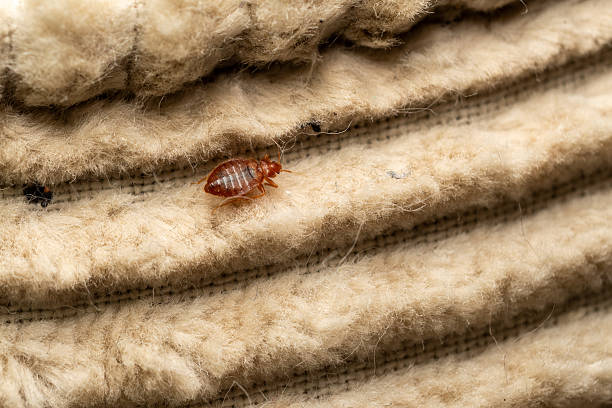bed bug extermination