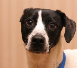 discreet bedbug inspections gallery img 20